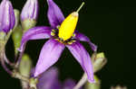 Climbing nightshade